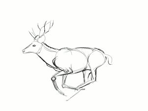 Animal Animation Cartoon, Deer Running Animation, Deer Walk Cycle, Deer Run Cycle, Animal Running Animation, Deer Running Drawing, Deer Animation, Animation Drawing Sketches, Walking Animation