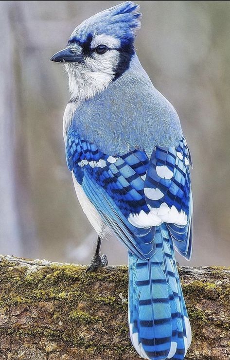 Pigeon Flying, Blue Jay Art, Blue Jay Bird, Wild Animals Pictures, Most Beautiful Birds, Inspiration Photo, Pretty Animals, Open Studio, Nature Birds