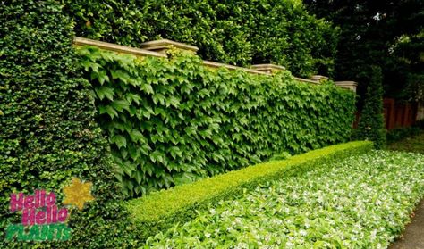 Boston Ivy in architecture and landscaping Landscaping Techniques, Parthenocissus Tricuspidata, Boston Ivy, Ficus Pumila, Farm Shed, Virginia Creeper, Ideas Handmade, Plants Garden, Hello Hello