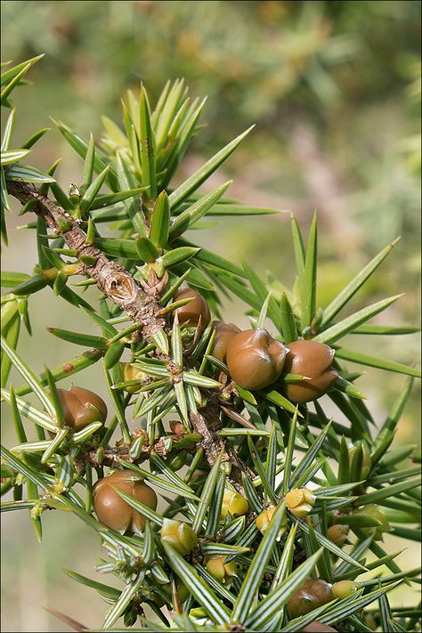 Juniperus-oxycedrus_40 | Juniperus oxycedrus L. ssp. oxycedr… | Flickr Juniperus Communis, Mediterranean Plants, Kitchen Spices, Kinds Of Birds, Sea Island, Adriatic Sea, Drop Off, Nom Nom, Alcoholic Drinks