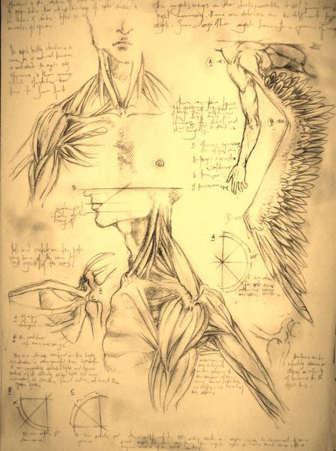 Muscle Anatomy of an angel by ~zenithcollector on deviantART Angel Anatomy, Wing Anatomy, Winged People, Tapeta Harry Potter, American Werewolf In London, Wings Drawing, Muscle Anatomy, Alien Concept Art, Arte Obscura