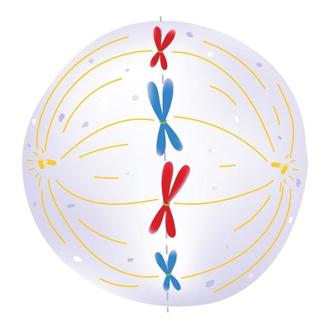 Metaphase is the phase of the cell cycle. G1 Phase, Cell Biology Notes, The Cell Cycle, Light Purple Background, Cell Cycle, Cell Division, Study Ideas, Biology Notes, Cell Biology