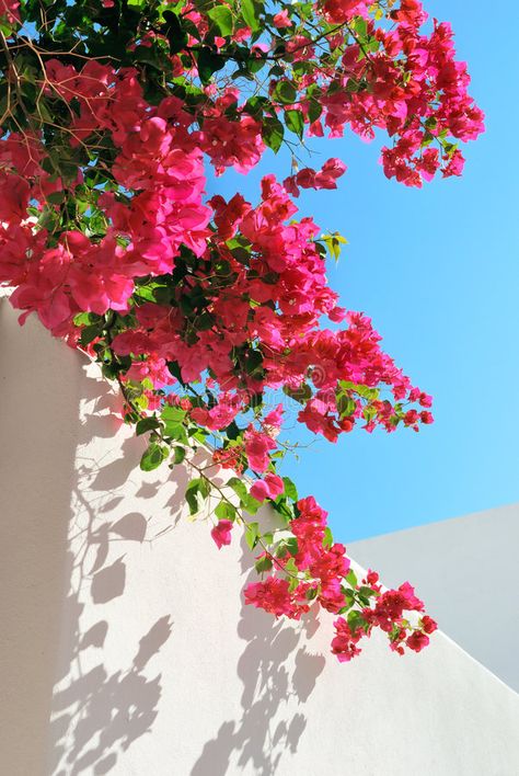 Bougainvillea spectabilis on the wall. Bougainvillea spectabilis on the white wa , #Aff, #spectabilis, #Bougainvillea, #white, #wall #ad 수채화 그림, Beautiful Flowers Wallpapers, Flower Phone Wallpaper, Beautiful Nature Wallpaper, Bougainvillea, Photography Wallpaper, Photo Images, Flower Backgrounds, Sky Aesthetic