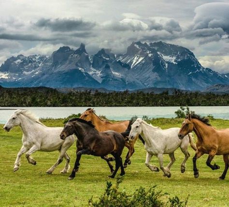 Herd Living Simple Life, Visit Chile, Torres Del Paine National Park, Horses Running, Horse And Human, Beautiful Arabian Horses, Horse Wallpaper, Pretty Horses, Horse Painting