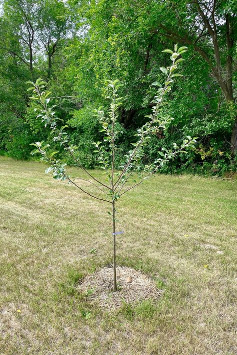 Beginner's Guide to Caring for Apple Trees Backyard Apple Tree, Planting Apple Trees, Apple Tree Care, Grafting Fruit Trees, Permaculture Gardening, Apple Trees, Peach Trees, Fruit Tree, Tree Care