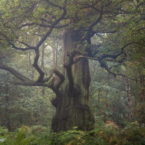 Dark Naturalism, Fairy Grunge Aesthetic, Dark Fairycore, Sherwood Forest, Forest Photography, Forest Fairy, Dark Forest, Nature Aesthetic, Nottingham