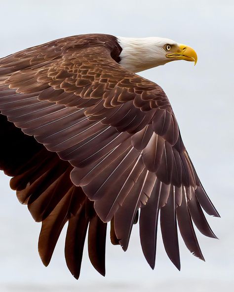 Bald Eagle Flying, Alas Tattoo, Wing Tattoo Men, Bald Eagle Art, Eagle Flying, Eagle Statue, Eagle Painting, There Are No Words, Bull Tattoos