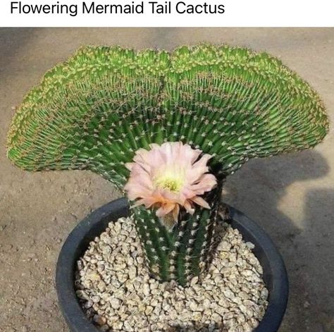 Types Of Cactus Plants, Indoor Cactus Plants, Blooming Succulents, Cactus House Plants, Flowering Succulents, Indoor Cactus, Weird Plants, Blooming Cactus, Cactus Types