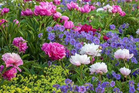 A border of mixed herbaceous peonies is always an image of beauty and elegance. If you plant peonies in your home garden, certainly consider planting them in groups. There is no doubt peonies are beautiful individually, but in drifts they create a magical and breathtaking scenery. Interplant them with the rich violet-blue blossoms of Geranium x magnificum and the lime green flowers of Alchemilla mollis (Lady's Mantle) and enjoy a terrific spring garden! Rozanne Geranium, New England Garden, Hardy Geranium, Paeonia Lactiflora, Lady's Mantle, Best Perennials, Garden Shrubs, Peonies Garden, Hardy Plants