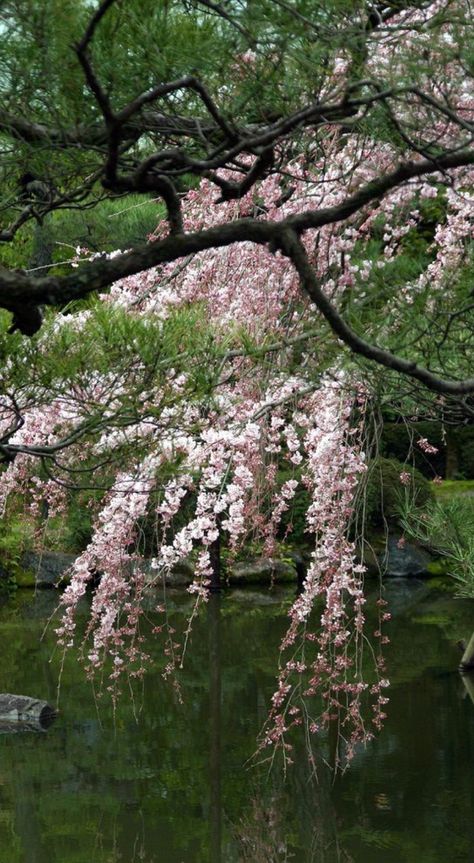 Blossom Tree Aesthetic, Cherry Blossom Garden Aesthetic, Fantasy Cherry Blossom Forest, Japanese Countryside, Japan Pink Trees, Trees With Pink Flowers Spring Blossom, Two Trees, Sakura Tree, Royal Garden