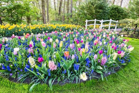 Landscaping With Bulbs, Tulip And Hyacinth Garden, Tulip Planting Design, Tulip Garden Layout, When To Plant Bulbs, Fall Bulb Planting, Hyacinths Garden, Bulbs Garden Design, Spring Bulbs Garden