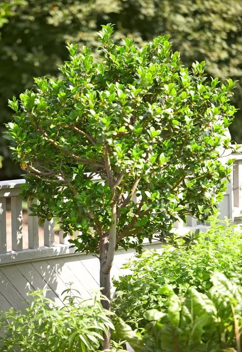 20 Best Evergreen Trees for Privacy and Year-Round Greenery Evergreen Trees Landscaping, Evergreen Landscape Front Yard, Evergreen Trees For Privacy, Trees For Privacy, Evergreens For Shade, Bay Laurel Tree, Yard Privacy, Evergreen Landscape, Shrubs For Privacy