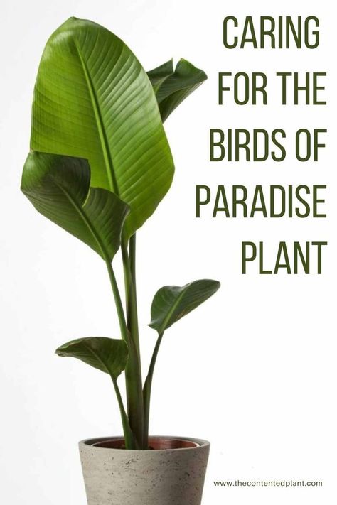 Although this plant is a very easy plant to grow, a few tips and tricks can ensure that you have the most beautiful healthy Bird of Paradise. Bird Of Paradise Plant Indoor, Bird Of Paradise Plant Care, Strelitzia Reginae, Birds Of Paradise Plant, Plant Care Guide, Bird Of Paradise Plant, Lucky Plant, Paradise Plant, Birds Of Paradise Flower