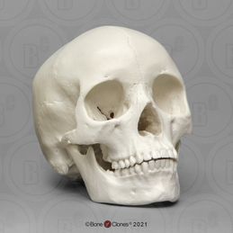 Human Female Asian Economy Skull Human Skull Drawing, Sugar Skull Decor, Skull Anatomy, Skull Reference, Skull Model, Skull Sketch, Real Skull, Oldest Human, Belize City