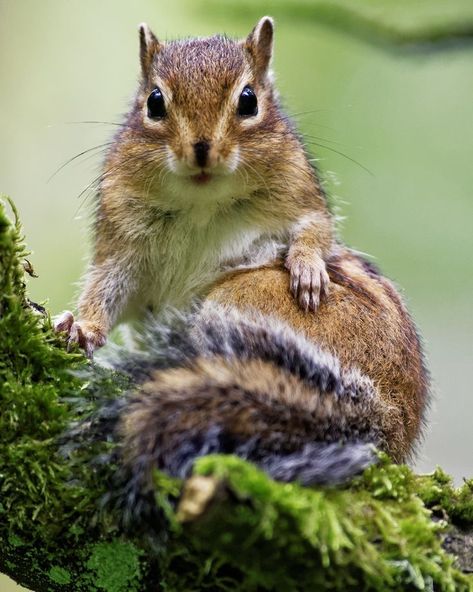 Baby Chipmunk, Cute Small Animals, Cute Squirrel, Kawaii Animals, Sweet Animals, Animal Photo, Felt Animals, Nature Animals, Chipmunks