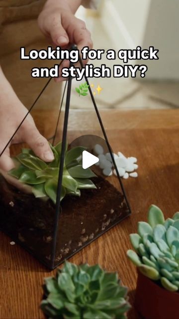 Bloom Sisters on Instagram: "Easy DIY: Glass Succulent Terrarium 🌿✨

Bring some green into your space with this simple glass succulent terrarium!

What You’ll Need:

🫙A glass container (open or closed terrarium)
🌿Small succulents
🌵Cactus or succulent soil
🪨Pebbles or small rocks
🖤Activated charcoal (optional, helps with drainage)
💚Decorative sand or moss (optional)

Instructions:

💚Layer with Pebbles: Start by adding a layer of small rocks or pebbles at the bottom of your glass container to help with drainage.
💚Add Activated Charcoal (Optional): For extra drainage and to keep things fresh, add a thin layer of activated charcoal on top of the pebbles.
💚Pour in Soil: Add cactus or succulent soil, creating enough depth for the succulents to root.
💚Plant the Succulents: Gently place Eclectic Vases, Closed Terrarium, Open Terrariums, Succulents Cactus, Succulent Soil, Small Succulents, Succulent Terrarium, Pretty Plants, Activated Charcoal