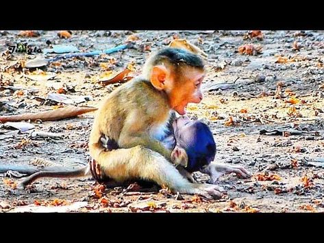 Jungle Life, Baby Play, Adorable Baby, Monkeys, Ice Cream, Cream, Animals