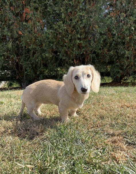 White Dachshund, Cream Mini Dachshund, English Cream Dachshund, Cream Dachshund, Daschund Puppies, Apartment Dogs, Cute Dogs Images, Long Haired Dachshund, Miniature Dachshund