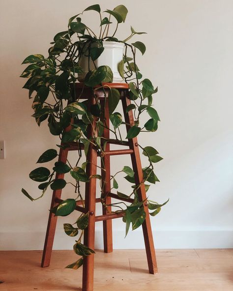 Noor on Instagram: “T H R I F T E D D E C O R Still loving this vintage bar stool/plant stand I got at the weekend from @the_bhf guilt-free shopping 🙌🏽” Displaying House Plants, Plant Home Aesthetic, Pothos Ideas, Aesthetic Study Desk, Hanging Plant Decor, Apartment Decor Aesthetic, Houseplant Decor, Stool Plant Stand, Houseplants Decor