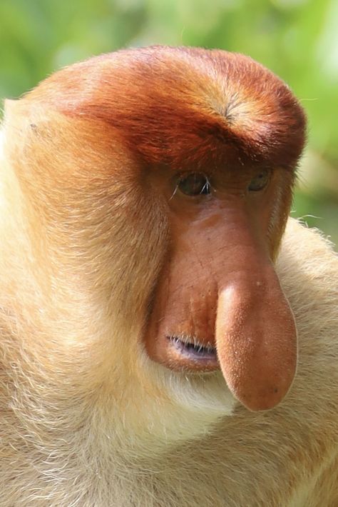 Proboscis monkey Proboscis Monkey, Animals, Quick Saves