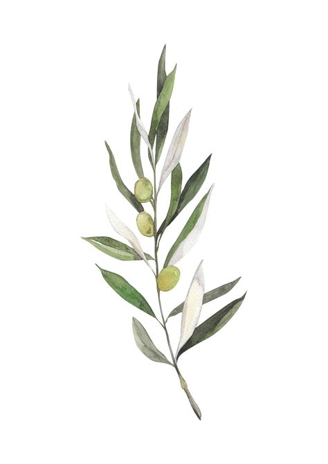 Watercolour Olive Branch, Olive Branch Drawing, Olive Branch Art, Olive Tree Branch, Islamic Design Pattern, Olive Branch Tattoo, Olive Oil Packaging, Branch Tattoo, Green Veins