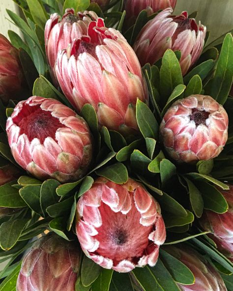 When it comes to protea, sometimes, you can’t beat the classics. 🌷🌷🌷 #fynbos #protea #pinkice #fallclassic #savoringtheseason #thinkpink #cagrown Tropical Africa, Greek Gods, Things To Come, The Incredibles, Canning, Flowers, Pink