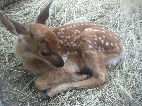 Oh Deer, Silly Animals, Baby Deer, Cute Little Animals, Good Vibes Only, Spirit Animal, Lana Del Rey, Fur Babies, Baby Animals