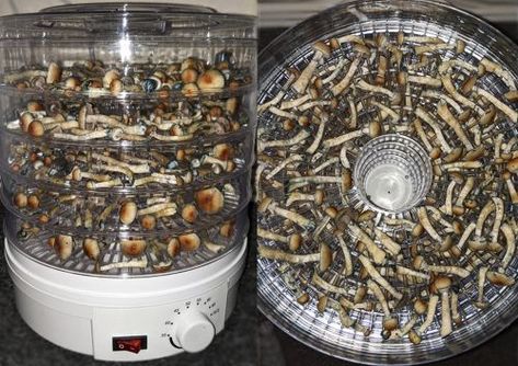 How To Store Mushrooms, Fruit Dryer, Mushroom Cake, Growing Mushrooms At Home, Cannibis Recipes, Mushroom Benefits, Mushroom Grow Kit, Mushroom Tea, Mushroom Cultivation