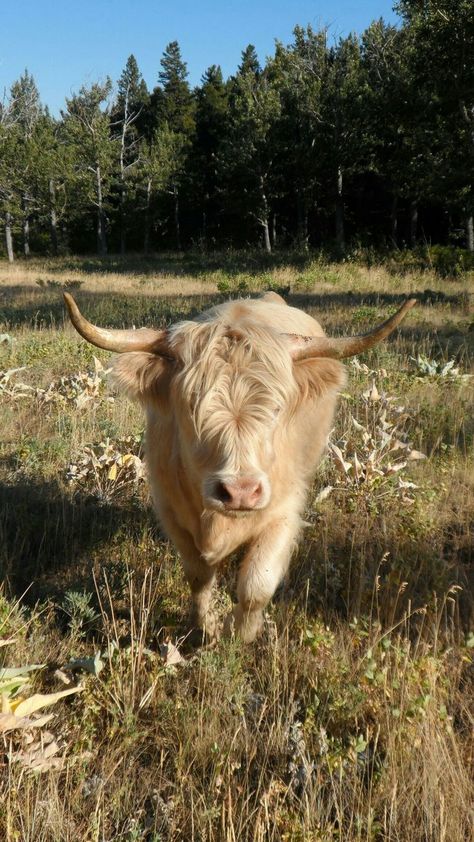 This information is on the Scottish Highland cow and the information is all about how to feed and take care of these cows. The Highland is a Scottish breed of rustic cattle. It originated in the Scottish Highlands and the Outer Hebrides islands of Scotland and has long horns and a long shaggy coat. It is a hardy breed, able to withstand the intemperate conditions in the region. It is reared primarily for beef and has been exported to several other countries. https://animalia.bio/highland-cattle Aesthetic Highland Cow, Miniature Highland Cow, Highland Cow Aesthetic, White Highland Cow, Mini Highland Cow, Miniature Cattle, Brown And White Cow, White Cows, Miniature Cows