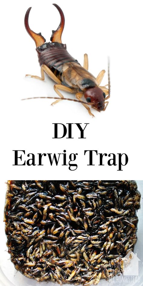 Using just 2 ingredients, you can make this simple DIY earwig trap. You'll be amazed at how well it works at trapping earwigs! Earwig Trap, Healthy And Fitness, Clean My Space, Earwigs, Household Pests, Garden Growing, Bug Control, Insect Control, Gardening Advice