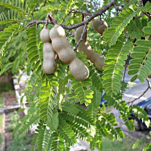 Tamarind or Asam Jawa (Tamarindus indica) Ajwain Plant, Mahua Tree, Jorhat Assam, Bakmi Jawa, Garden Simple, Asam Jawa, Tropical Countries, Tamarindo, Water Wise