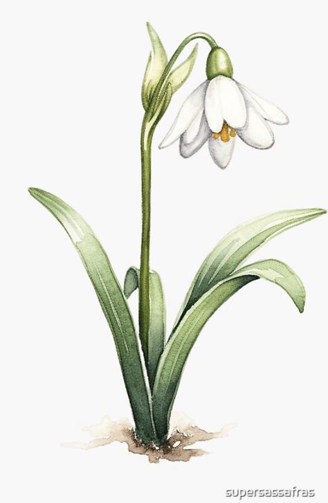 Snow Drops Flowers, Floral Illustration Vintage, Snowdrop Flower, January Birth Flowers, I Love You Drawings, Learn Watercolor Painting, Flower Sleeve, Learn Watercolor, Flower Art Drawing