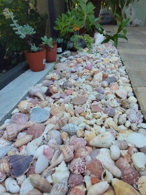 Seashell Garden, Cabin Landscaping, Beach Dock, Beach House Furniture, Flower Bed Edging, Florida Landscaping, Shell Ideas, Tropical Garden Design, Cheap Flowers