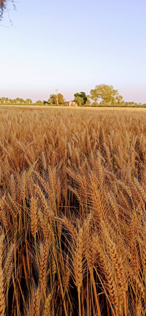 Wheat Farm Aesthetic, Wheat Aesthetics, Wheat Field Aesthetic, Farm Asthetic, Wheat Field Photography, Cinematic Reference, Punjab Aesthetic, Crops Farm, Harvest Photos