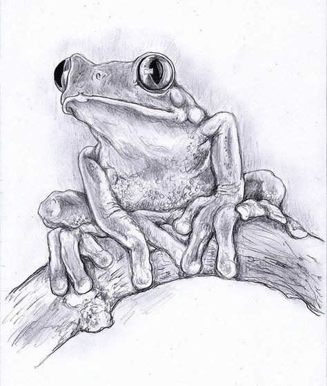 Drawings Of Frogs, Animal Art Drawing, Sketches Of Animals, Animals To Draw, Frog Sketch, Realistic Animal Drawings, Drawing Tree, Traditional Drawing, Pencil Drawings Of Animals