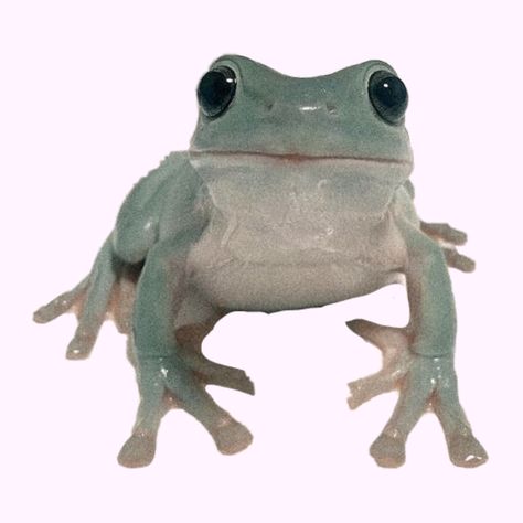 Indie Homescreen, Transparent Frog, Frog Png, Ios14 Homescreen, Indie Aesthetic, Frog And Toad, Cute Frogs, Toad, Bts