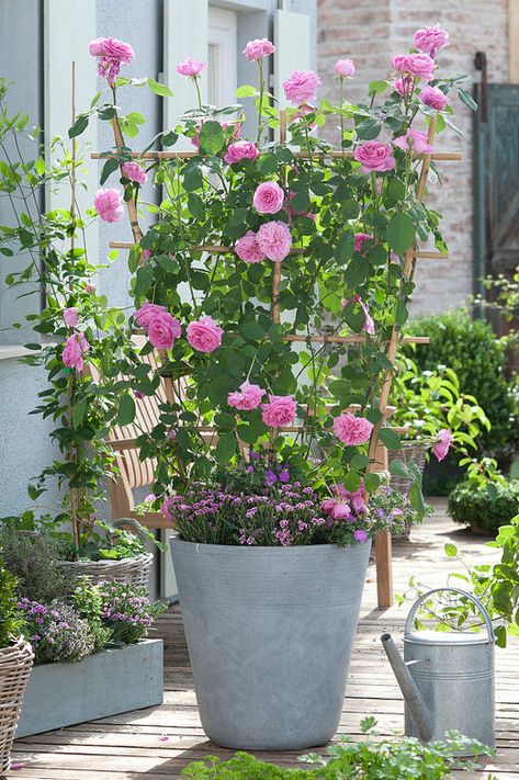 Roses In Pots Ideas, Roses In Containers Pots Patio, Potted Roses Patio, Roses In Planters, Potted Rose Garden, Planting Roses In Pots, Garden Pots Ideas, Rose In Pot, Roses In Containers