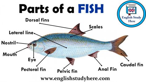 4h Activities, Parts Of A Fish, Fish Anatomy, Animal Vocabulary, Hm Kids, Picture Vocabulary, Animals Name In English, English Grammar Notes, Animal Body Parts