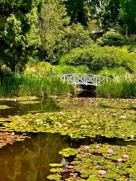 botanical garden in hobart, tasmania, australia Tasmania Hobart, Hobart Tasmania, Tasmania Australia, Native Garden, Hobart, Water Lilies, Botanical Garden, Tasmania, Botanical Gardens