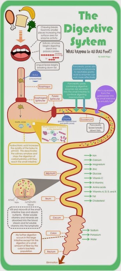 The Digestive System Infographic! http://www.awesomehealthandfitness.com  #inforgraphic #health #eatclean Sistem Pencernaan, The Digestive System, Teaching Biology, Human Body Systems, Medical Knowledge, Science Biology, Homeschool Science, Body Systems, Anatomy And Physiology