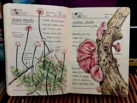 Botanical Sketchbook, Field Journal, Nature Sketch, Artist Journal, Sketchbook Art Journal, Art Pastel, Scientific Illustration, Arte Sketchbook, Mushroom Art