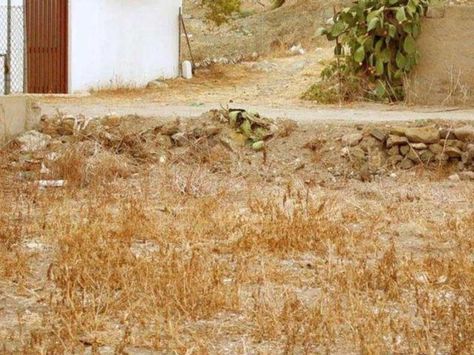 95% Of People Can't Find The Cat In This Image In The First 30 Seconds | PlayBuzz --30.seconds?---it.got.me!-- Messy Garden, برج الميزان, Optical Illusions Pictures, Sneaky Cat, Illusion Pictures, Spotted Cat, Best Riddle, Cat Hiding, Mystery Pictures