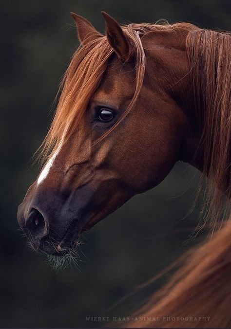 Horses Beautiful, Horse Photography Poses, Regard Animal, Equine Portraits, Most Beautiful Horses, Horse Face, Horse Portrait, Majestic Horse, Horse Drawings