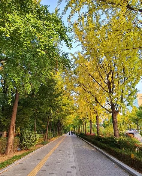 Olympic Park Seoul, Seoul Landscape, Korean Background, Seoul Park, Korea Park, Biking Aesthetic, Landscape Architecture Park, Tree Road, Seoul Korea Travel