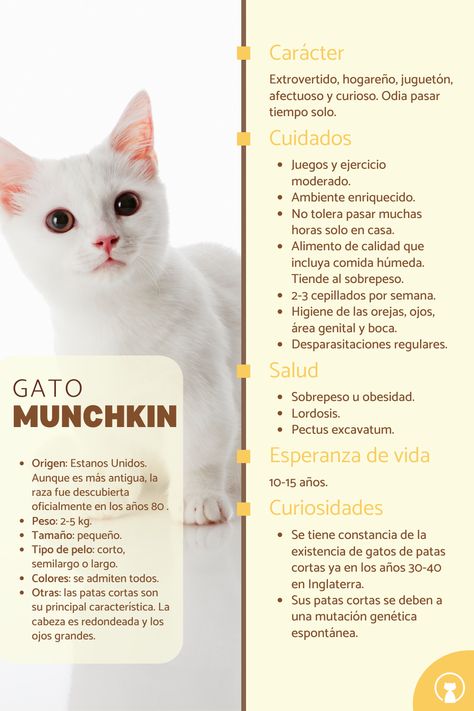 Descubre todas las características del gato munchkin. #SoyUnGato #Gatos #RazasdeGatos #GatoMunchkin #GatoPatasCortas Gato Munchkin, Cat Love, Puppies, Pet, Animals, Art