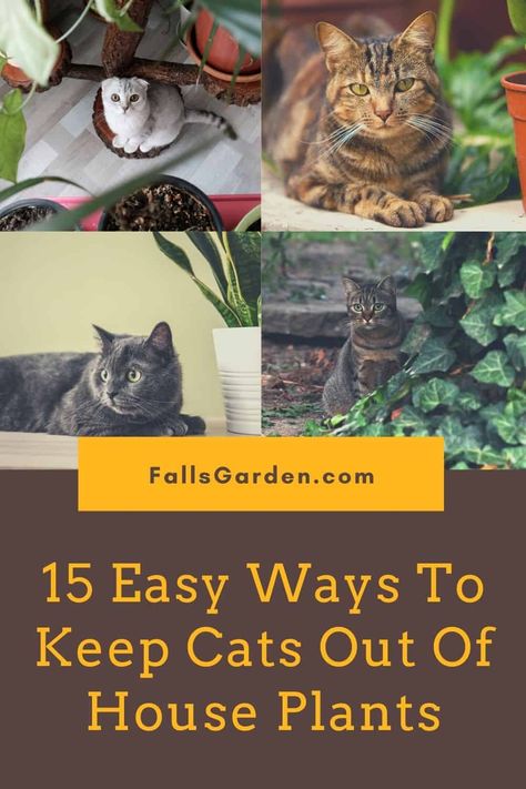 How To Have Plants With Cats, Plants Out Of Cats Reach, Cat Friendly House Plants Living Room, Plant Display Indoor Cat Proof, Plants That Cats Wont Eat, House Plants Cats Wont Eat, Plants Cats Wont Eat, Dangerous Plants For Cats, How To Keep Cats Out Of Plants Houseplant