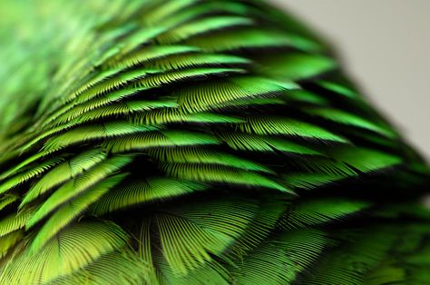 Green Feathers, Parrot Feather, Ruffled Feathers, Green Inspiration, World Of Color, Color Textures, Beautiful Photography, Beautiful Creatures, Shades Of Green