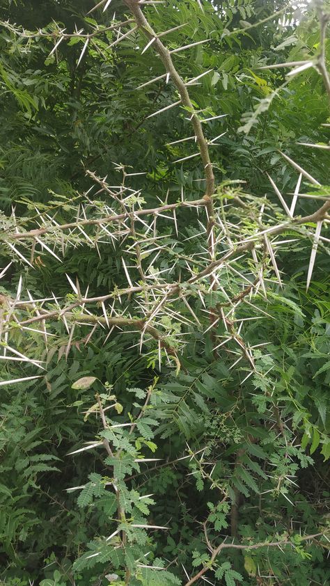 #Thorn Bush #Thorn Thorn Bush, New And Improved, Agriculture, Pins, Quick Saves, Nature