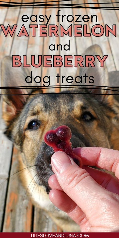 Frozen Apple Treats For Dogs, Blueberries For Dogs, Blueberry Dog Treats Recipes, Watermelon Treats For Dogs, Watermelon Dog Treats Frozen, Dog Ice Treats, Dog Ice Cube Treats, Woof Pupsicle Recipes, Blueberry Dog Treats Homemade