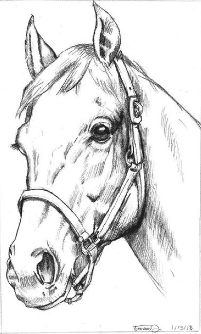 Horse Pencil Drawing, Horse Head Drawing, Horse Art Drawing, Pencil Drawings Of Animals, Horse Sketch, Animal Drawings Sketches, Drawing Heads, Horse Coloring Pages, 강아지 그림